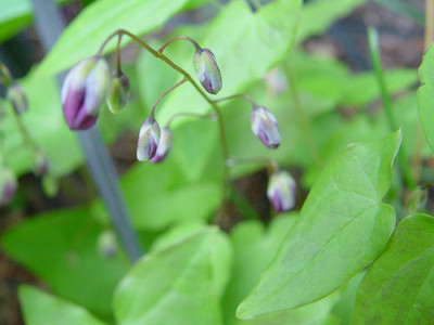 E_youngianum-_Roseum_16_a.jpg