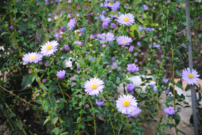 Aster-hellblau_web.jpg