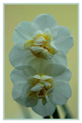 Narcissus_White_Cheerfulness_15-04-05.jpg