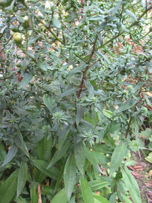 Aster_novi_-_belgii_Porzellan_72932.jpg