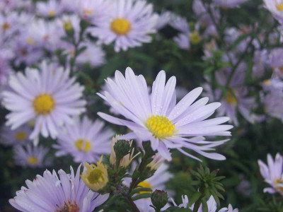 Aster_nb_Porzellan_web.jpg