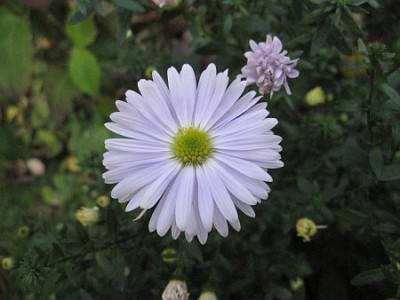 Aster_novi_-_belgii_Porzellan_72911.jpg