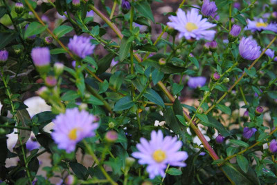 Aster-hellblau02_web.jpg