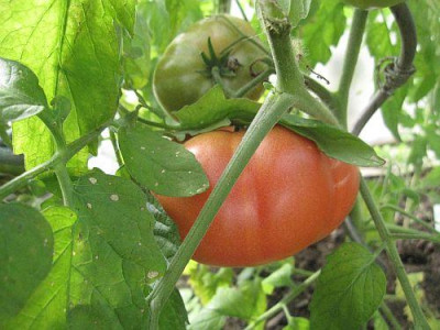 Tomate_Tigre_72991.jpg