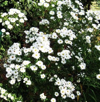 Aster_namenlos_72846.jpg