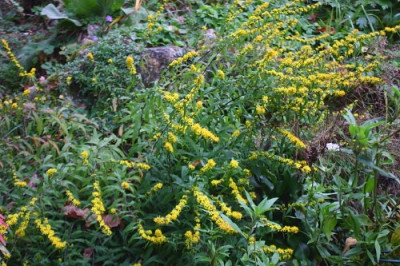 Solidago_1.JPG