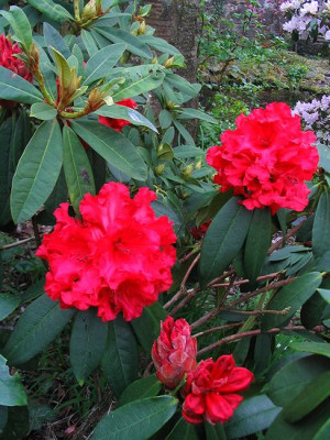 Rhododendron_Hybride_Taurus.jpg