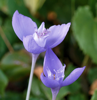 Image1_Cr._ban.jpg