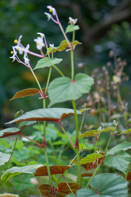 Begonia-grandiflora-Alba-Okt0610-2.jpg