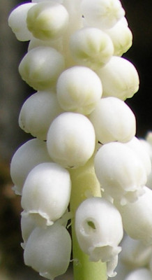 muscari_botryoides_album_.jpg
