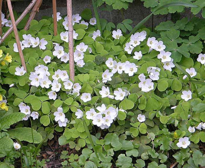 _Oxalis-acetosella--27apr06-24.jpg