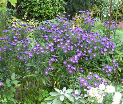 _Aster-n.b.-Violetta.jpg