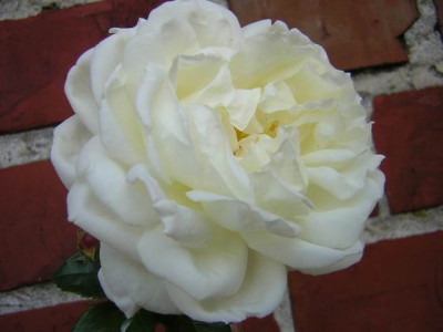 White_Gold_h11.JPG