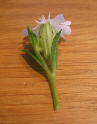 blutesilextra.JPG