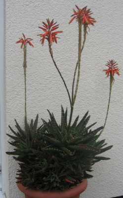 aloe2010.JPG