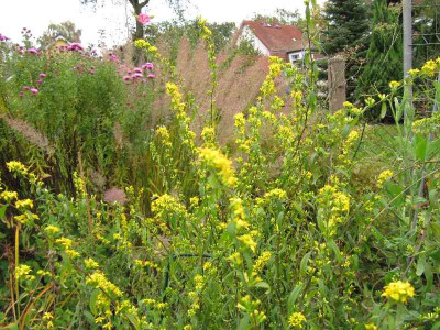 Solidago_caesia_101007.jpg