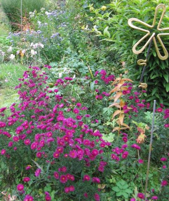 dunkle_Aster_dumosus.jpg