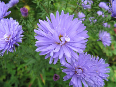 schonste_blaue_Aster.jpg