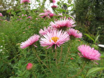 Aster_n_b_silbrigrosa.jpg