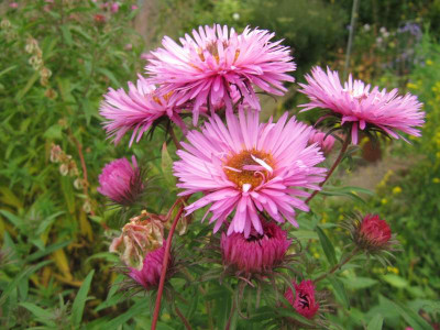 Aster_n_b_lilarosa.jpg