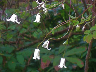Clematis_Kaiu_1_IMG_7660.JPG