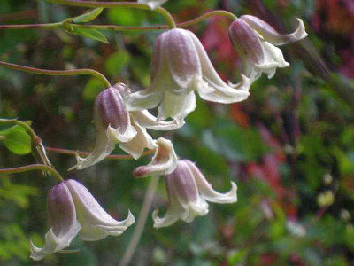 Clematis_Kaiu_2_IMG_7661.JPG
