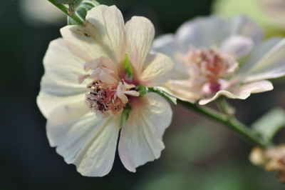 Alcea_Parkallee.JPG