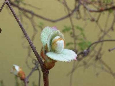 Vitis_coignetiae.jpg