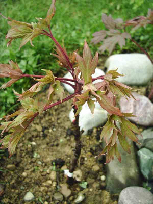 Paeonia_suffruticosa_rosa_1.jpg