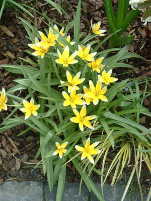 Tulipa_tarda.jpg