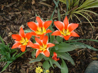 Tulipa_kauffi.jpg