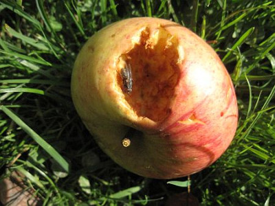 Apfel_angefressen_72951.jpg
