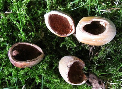 Haselnusse_geraubert_72981.jpg