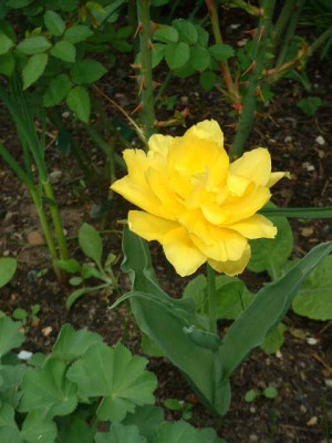 Tulpe_gelb_gefuellt.jpg