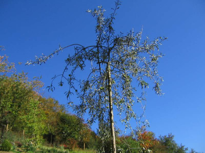 comp_19..Juni.2010Pyrus_salicifolius_Pendulus032.jpg