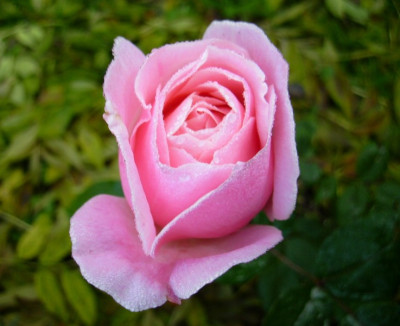 TC-Rose_09102010.jpg