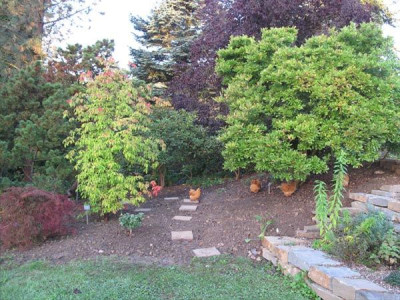 magnolia_acer.jpg
