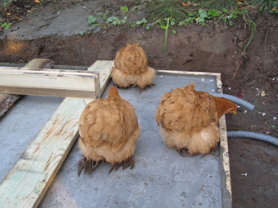 baustelle_huehner.jpg