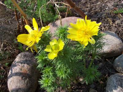 Adonis_vernalis_zerfetzt.jpg