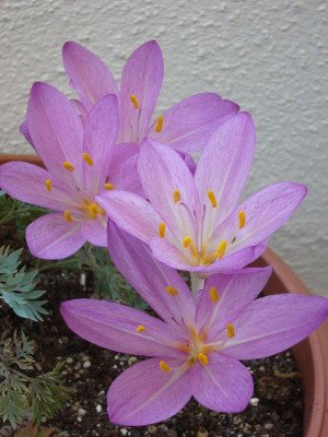 Colchicum_cilicicum_800x800_80KB.jpg