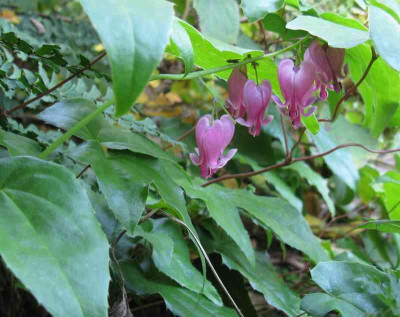 Dicentra_Candy_Hearts_Oktober.jpg
