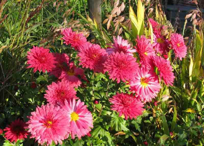 Chrysanthemum_Reiherberg_800x600.jpg