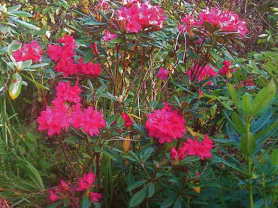 Rhododendron_Weinlese1_IMG_7684.JPG