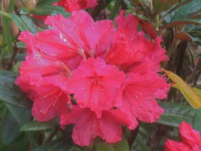 Rhododendron_Weinlese2_IMG_7685.JPG
