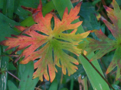 Geranium_Starman_IMG_7683.JPG