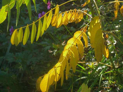 Senna_hebecarpa_IMG_7700.JPG