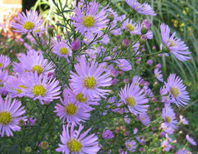 Aster_Pink_Star_1024x768.jpg