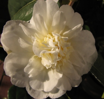 snow_flurry-2010.10.11_047k.jpg