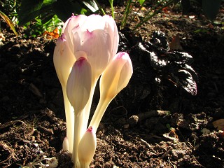 k-colchicum_byz.innocence-2010.10.09_264.jpg
