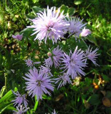 Aster_n-b_Rosenquarz.jpg